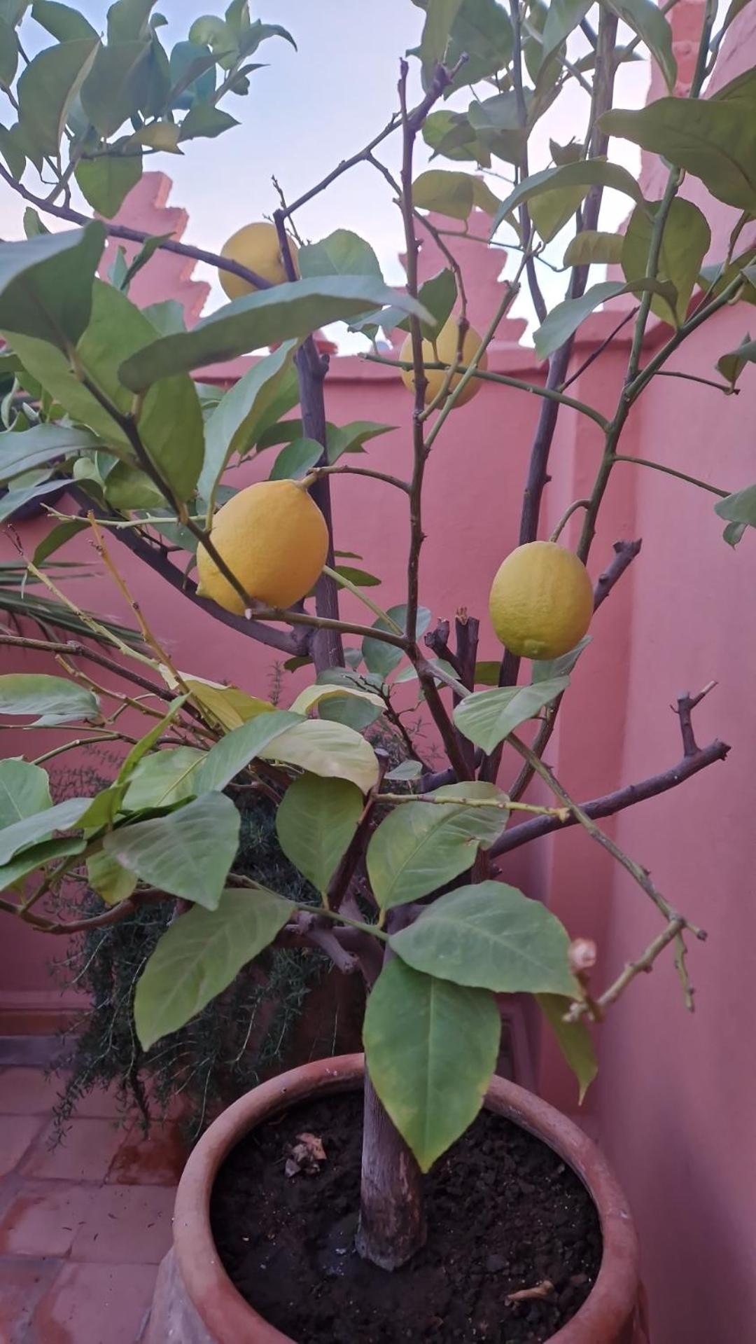 Riad Les Nuits De Marrakech Marrakesch Exterior foto Lemon tree