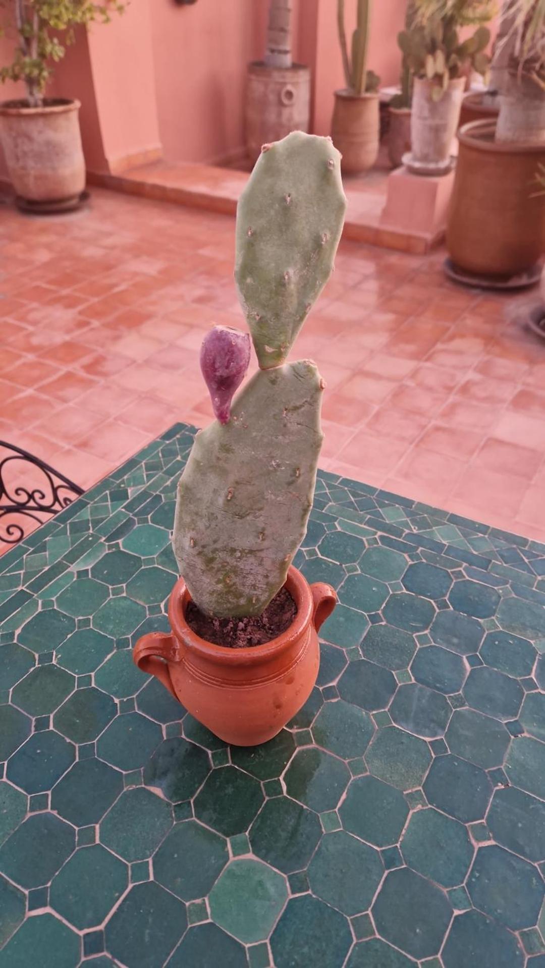 Riad Les Nuits De Marrakech Marrakesch Exterior foto Opuntia ficus-indica